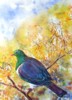 Kereru in Kowhai 2 by Sue Graham